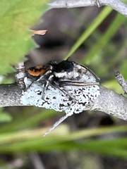 Phidippus insignarius