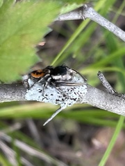 Phidippus insignarius