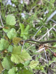 Phidippus insignarius
