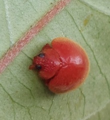 Chilocorus circumdatus