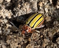 Disonycha pluriligata