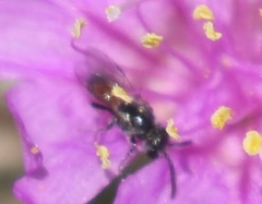 Andrena prima