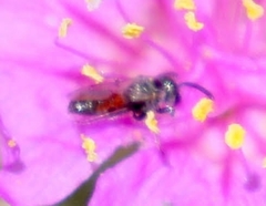Andrena prima