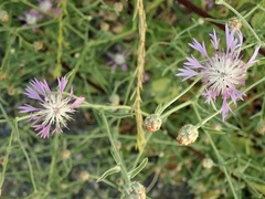 Centaurea diluta