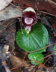 Corybas pruinosus