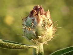 Centaurea diluta