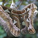 Rothschildia orizaba orizaba - Photo (c) Carlos Galindo-Leal, alguns direitos reservados (CC BY-NC), uploaded by Carlos Galindo-Leal
