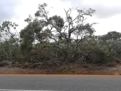 Eucalyptus adesmophloia