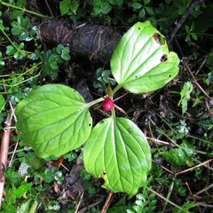 Trillium govanianum