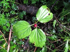 Trillium govanianum