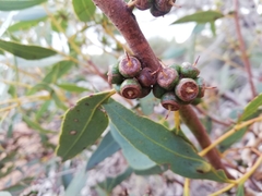 Eucalyptus adesmophloia