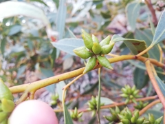 Eucalyptus adesmophloia