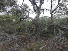 Eucalyptus adesmophloia