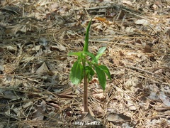 Arisaema amurense