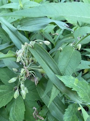Tradescantia ozarkana