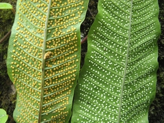 Microsorum membranaceum