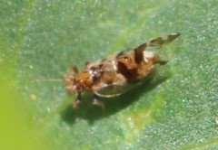Bactericera maculipennis