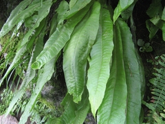 Microsorum membranaceum