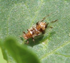 Bactericera maculipennis