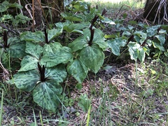 Trillium kurabayashii