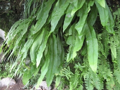 Microsorum membranaceum