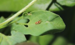 Bactericera maculipennis