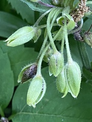 Tradescantia ozarkana