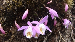 Pleione