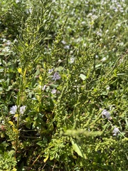 Magnoliopsida