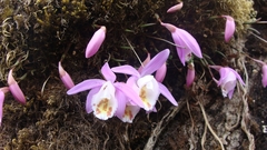 Pleione