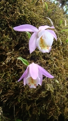 Pleione