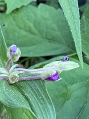 Tradescantia ozarkana