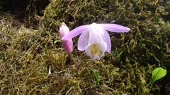 Pleione