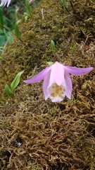 Pleione