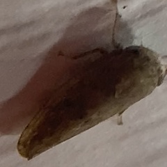 Paraphlepsius continuus