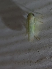 Paraphlepsius continuus