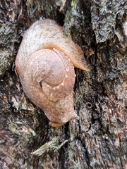 Helicarioninae
