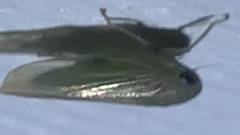 Paraphlepsius continuus