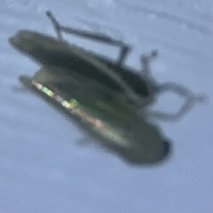 Paraphlepsius continuus