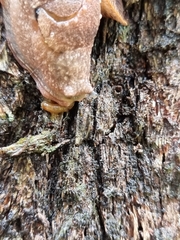 Helicarioninae