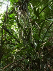 Pandanus houlletii