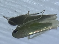 Paraphlepsius continuus