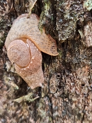 Helicarioninae