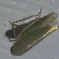 Paraphlepsius continuus