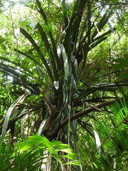 Pandanus houlletii