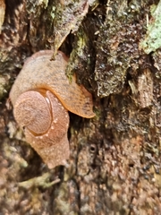 Helicarioninae