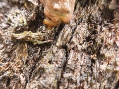 Helicarioninae
