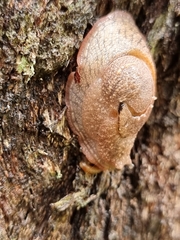 Helicarioninae