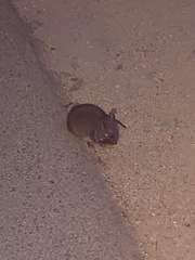 Murinae