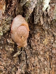 Helicarioninae
